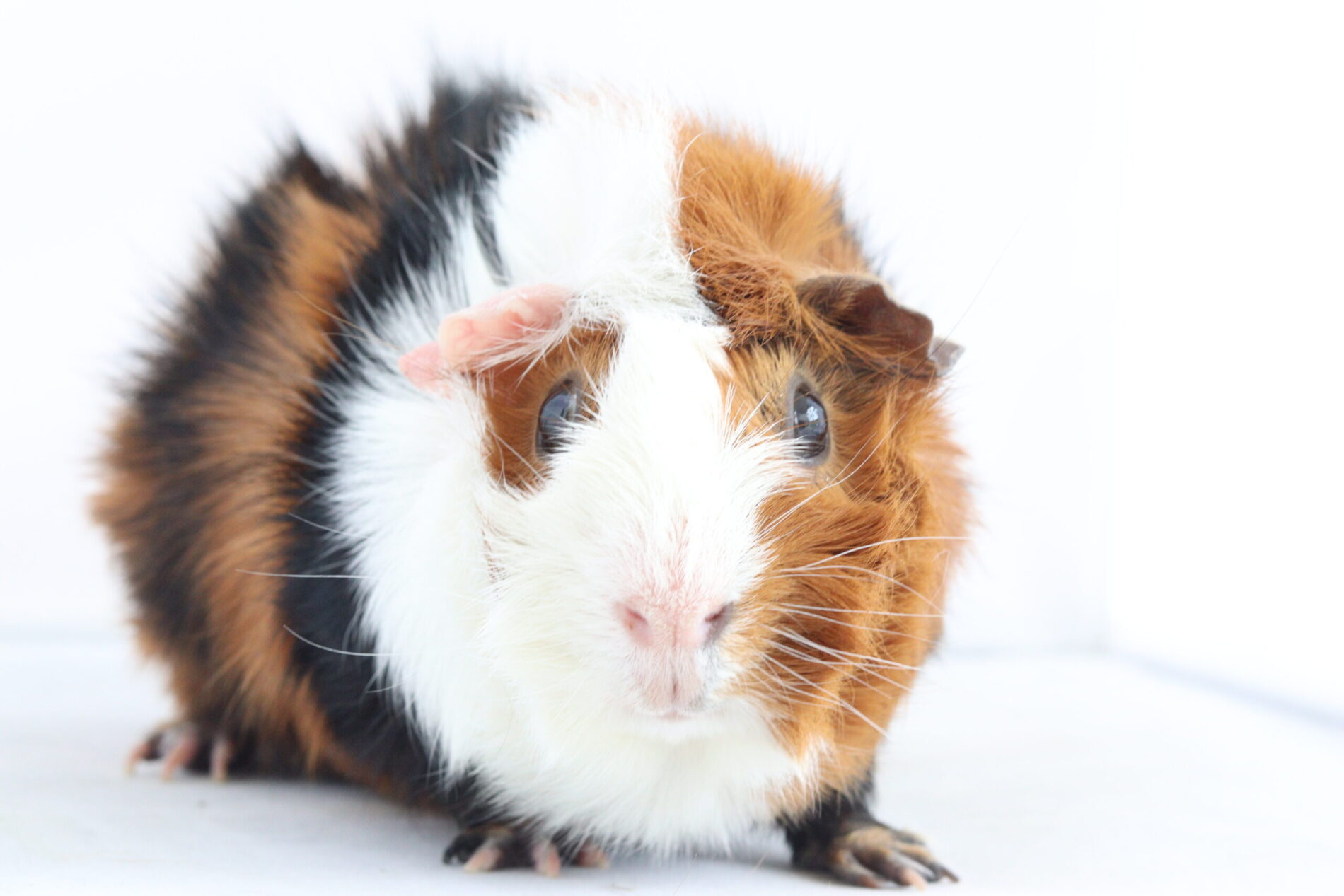 Sch SMF 107 Tornado´s Gulliver