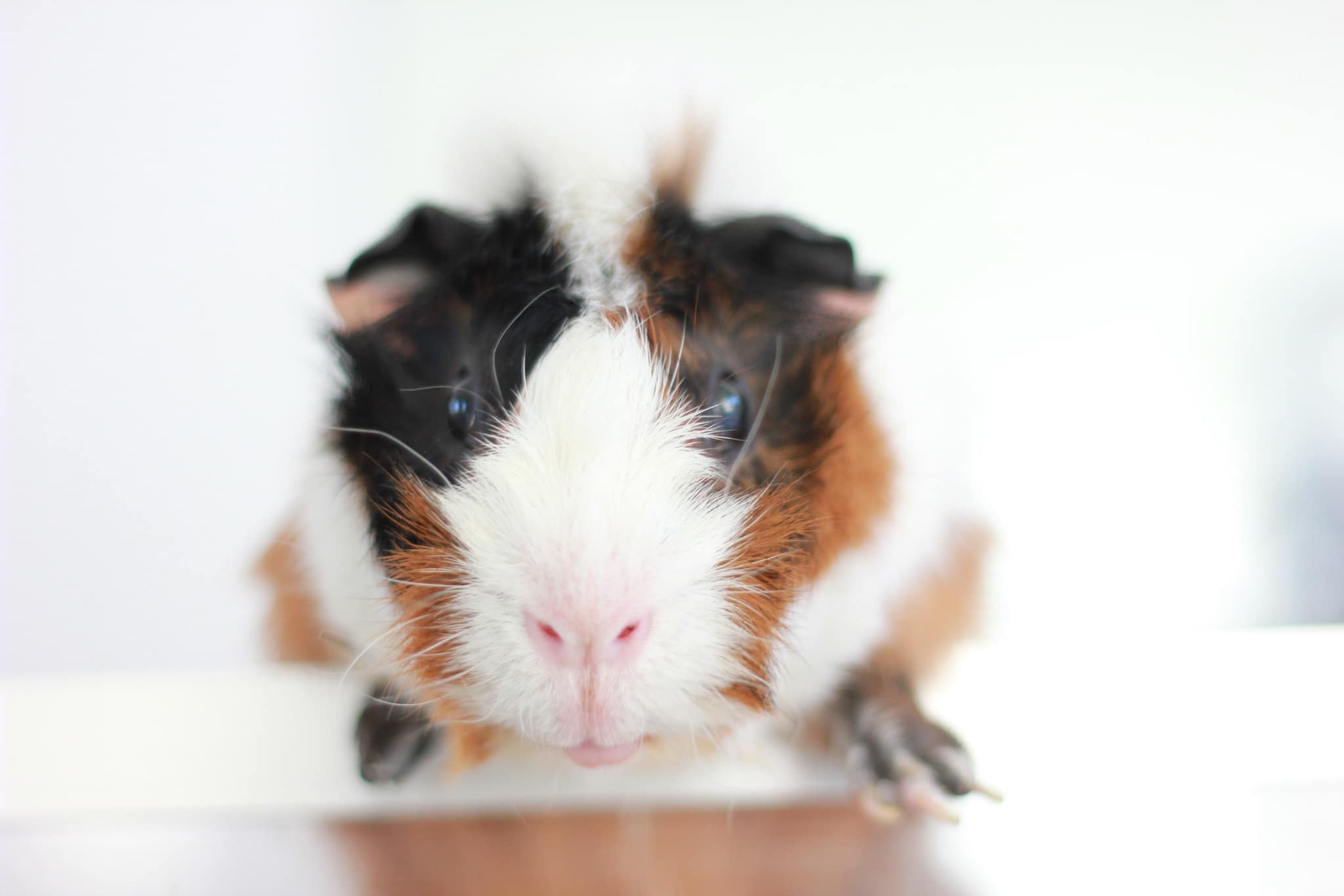 431368832_392136223524747_7080859437805639129_n