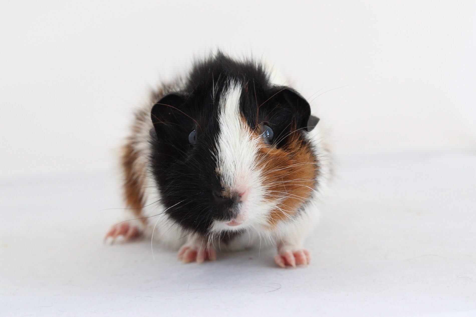 DKCH Syrax von Kleintieren