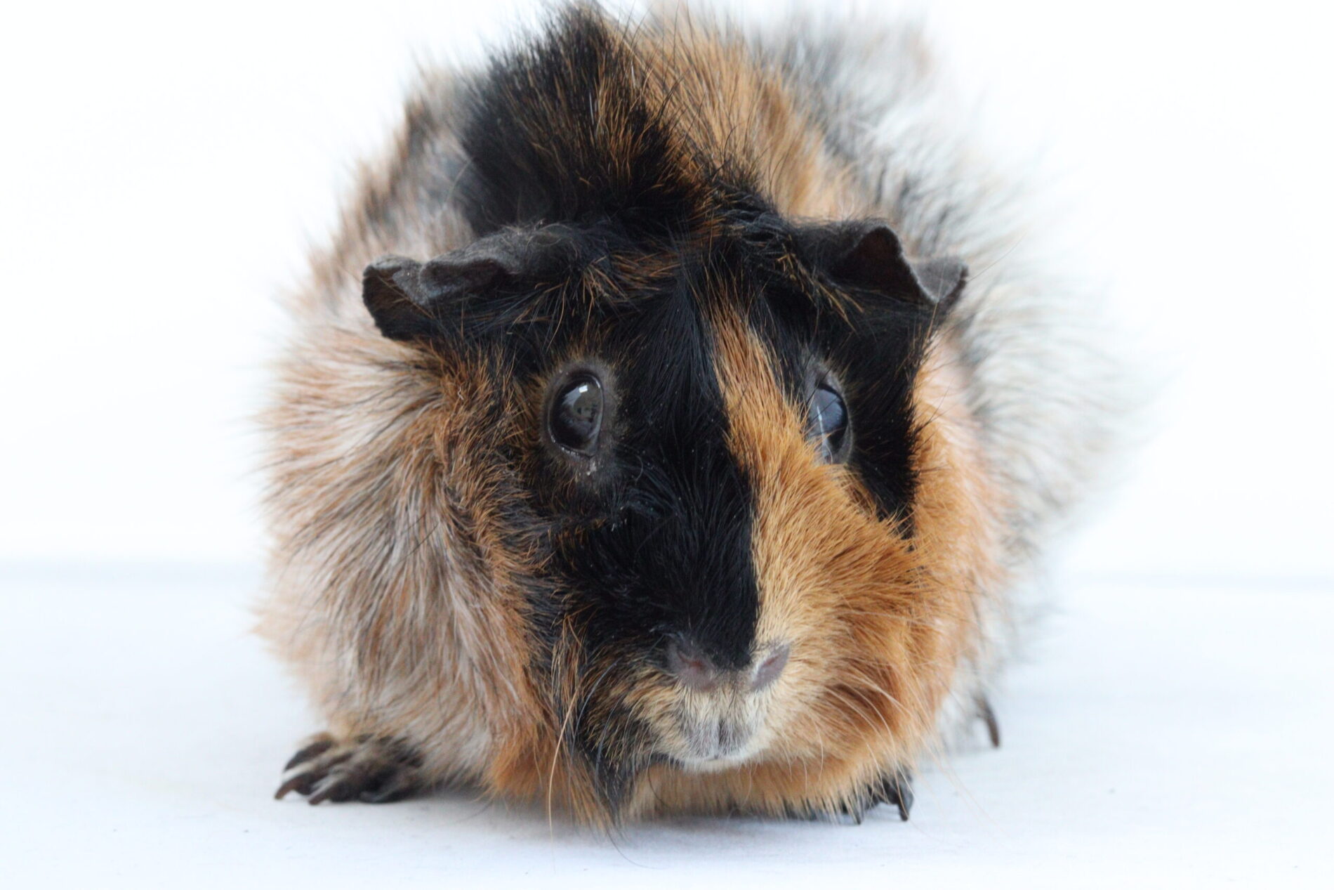 Pollux von der Zappelkiste