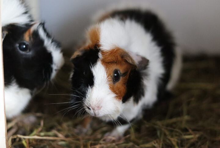 At have marsvin udendørs