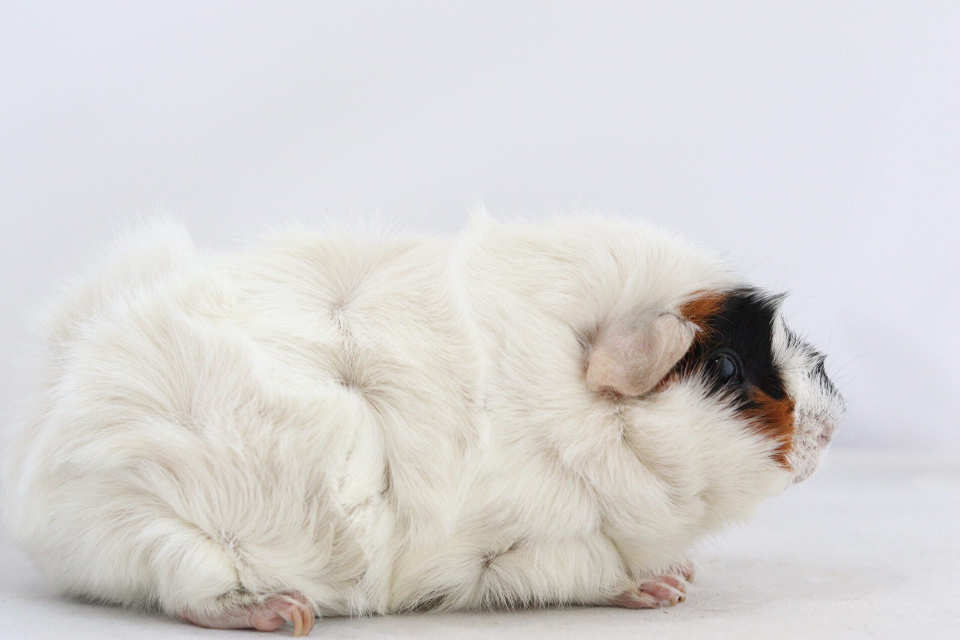 Uriane vom Meerchengarten