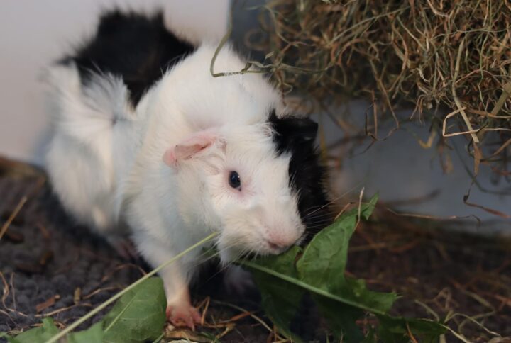 Liste over grønt til marsvin