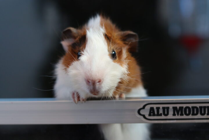 Sammensætning af marsvin