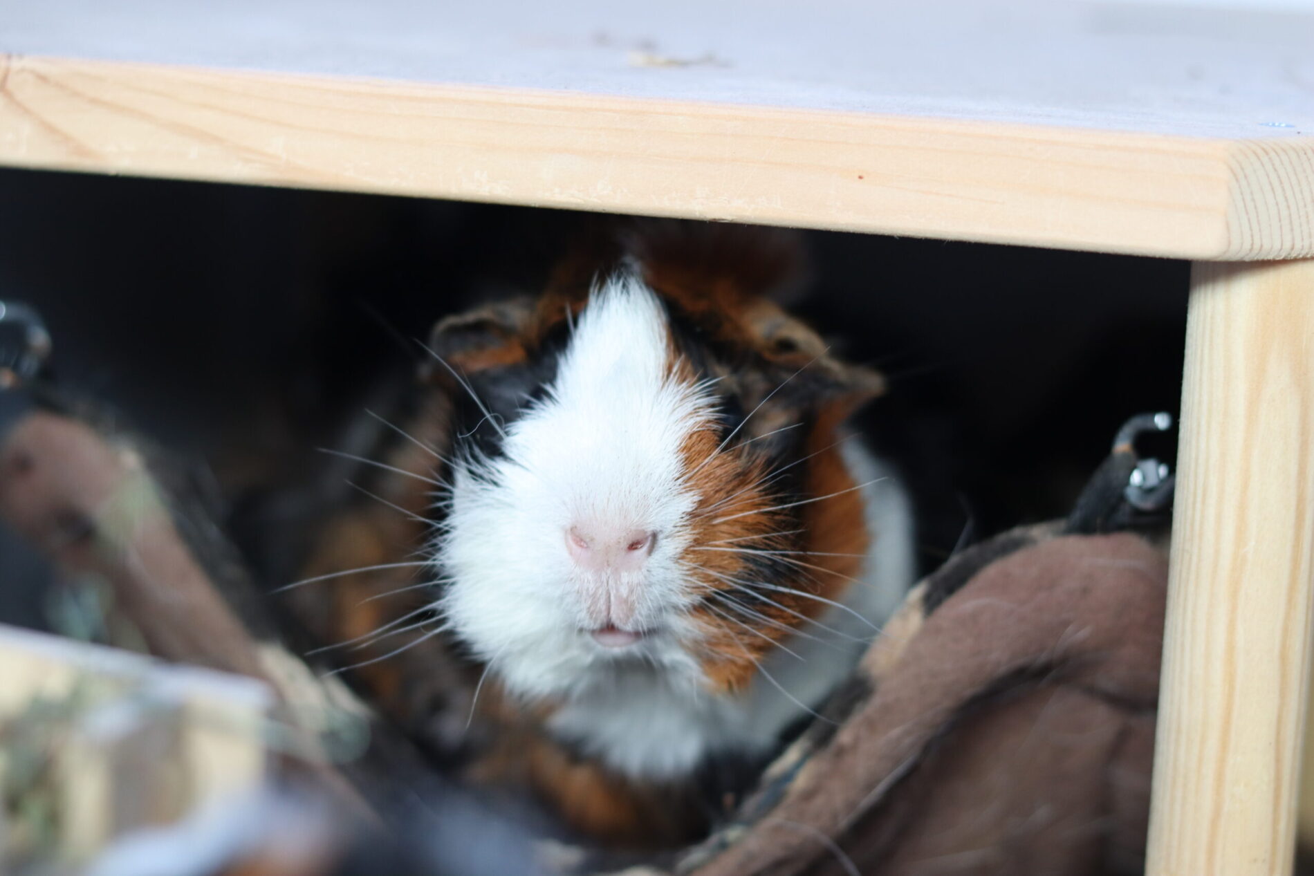 SMF 535 Skanzens Pinata