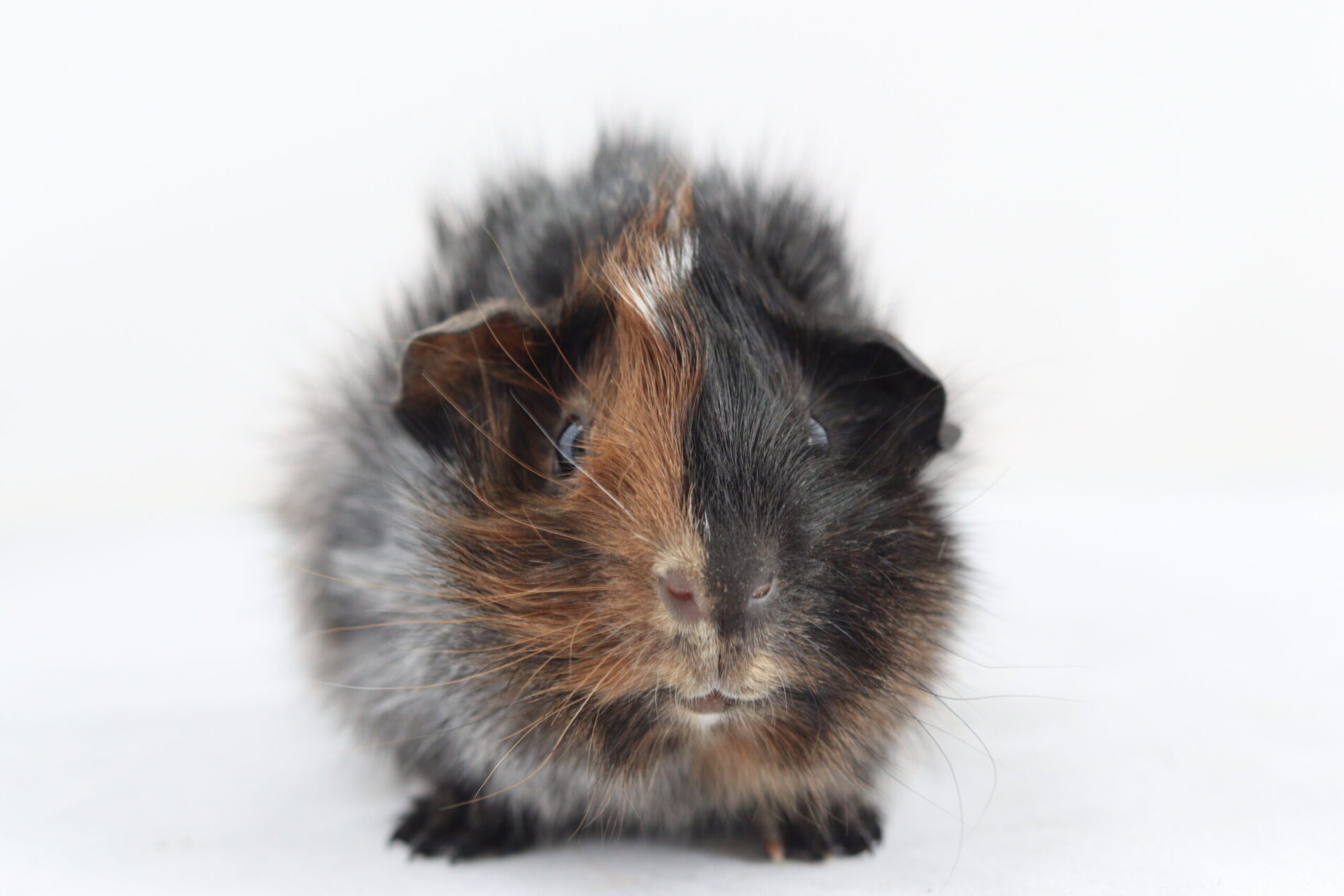 Thorne von Kleintieren