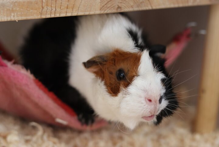 Er marsvin et godt kæledyr?