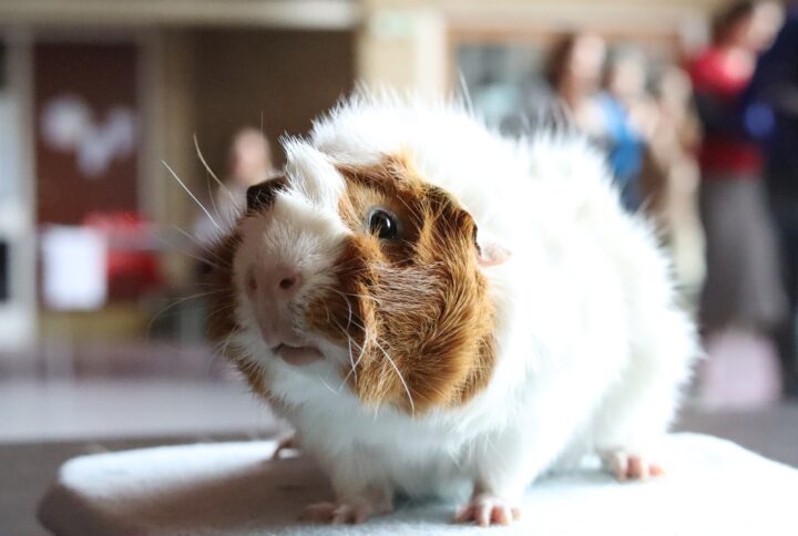 Forskel på han og hun marsvin