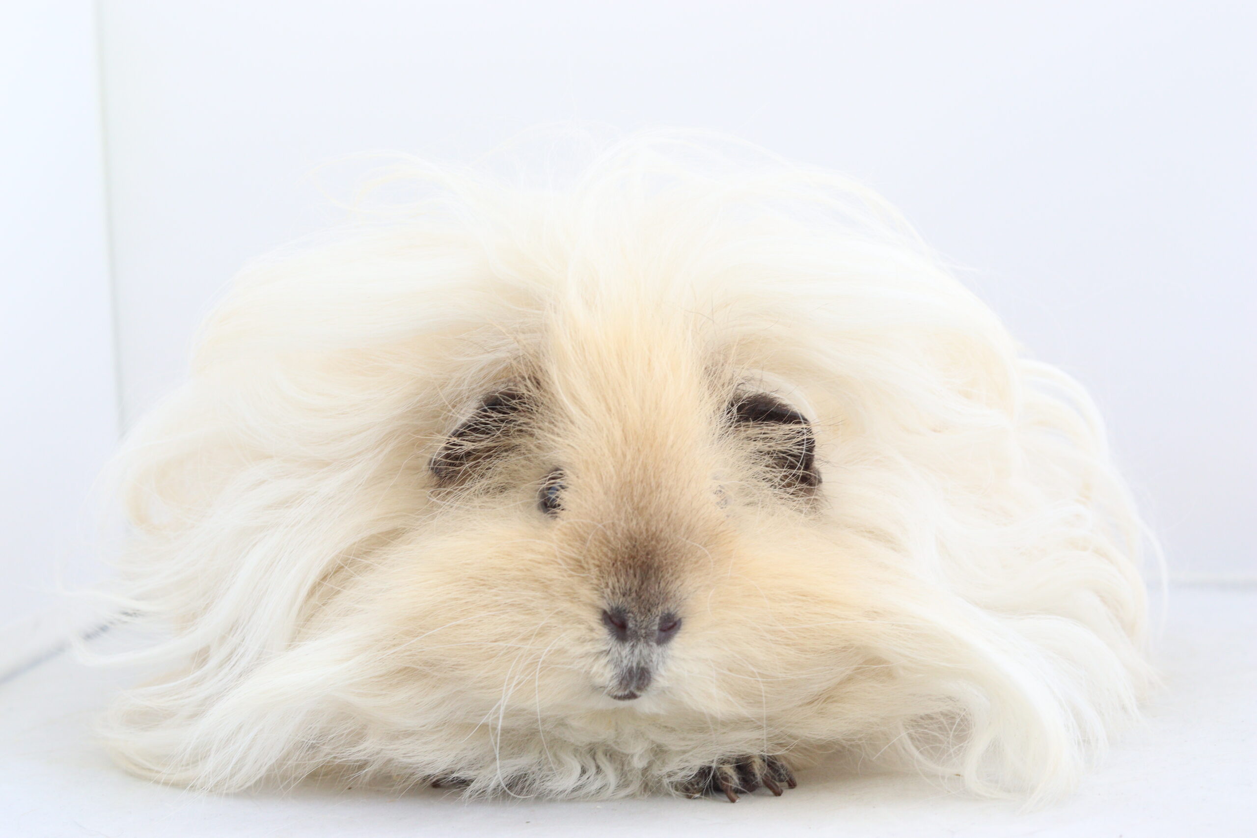 Tørfoder anbefalinger